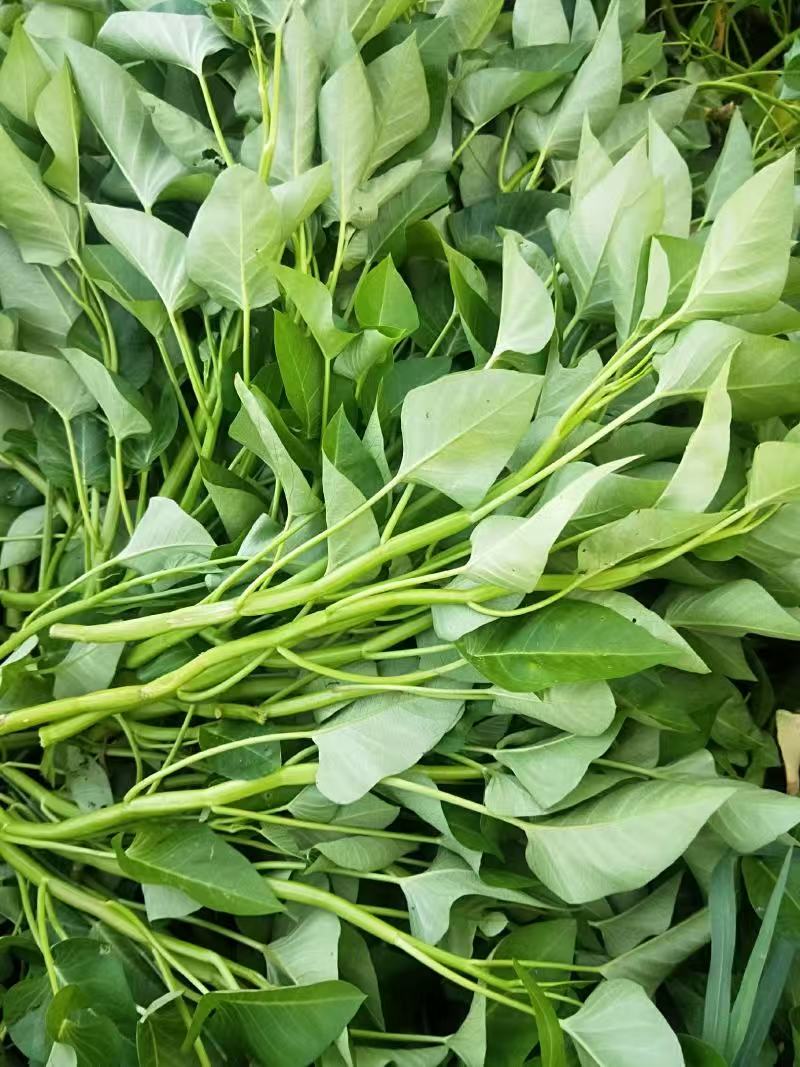 新鲜农家自种空心菜天然健康露天种植蔬菜
