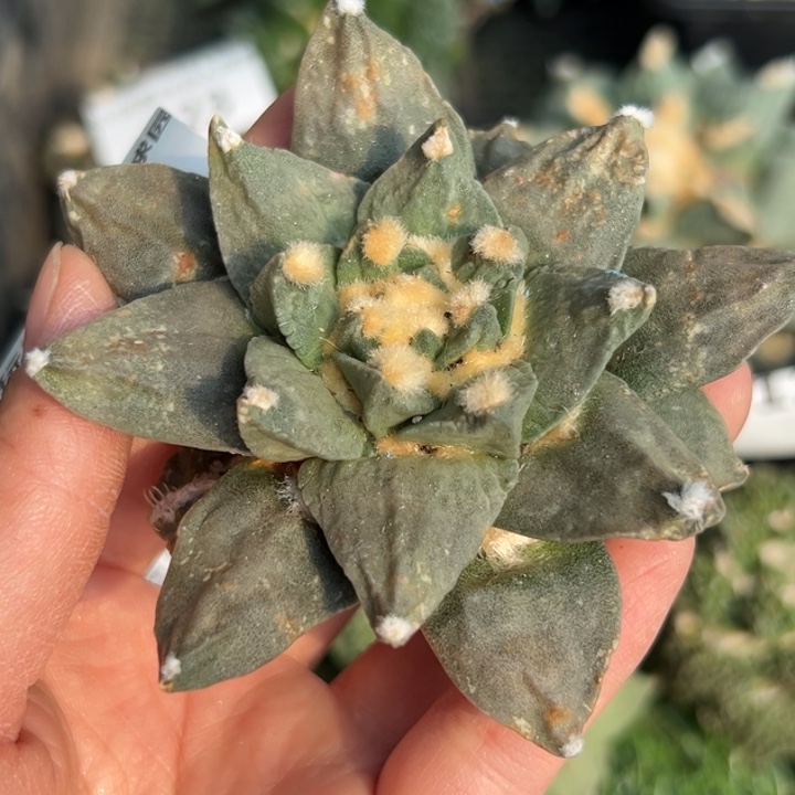 125 根点 仙人球的故事是