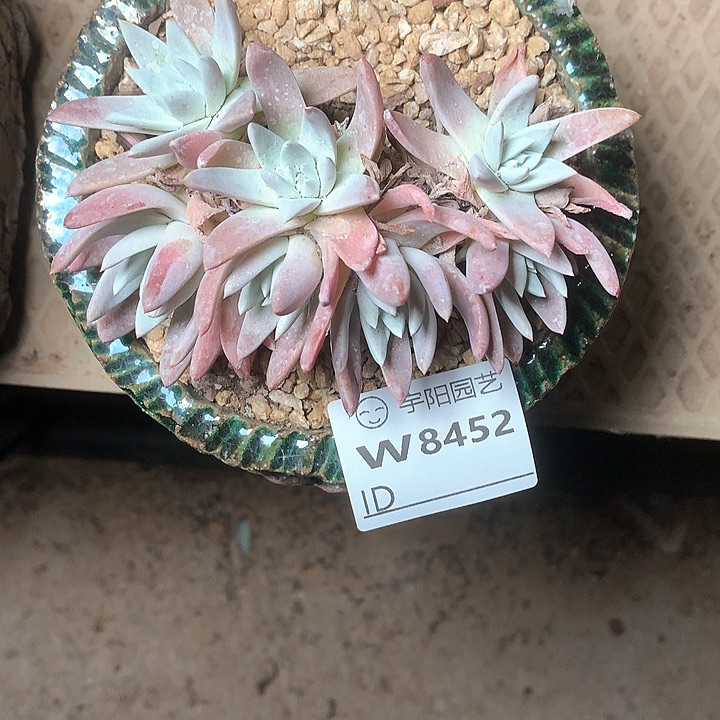 8452七头刘丹白菊仙女杯