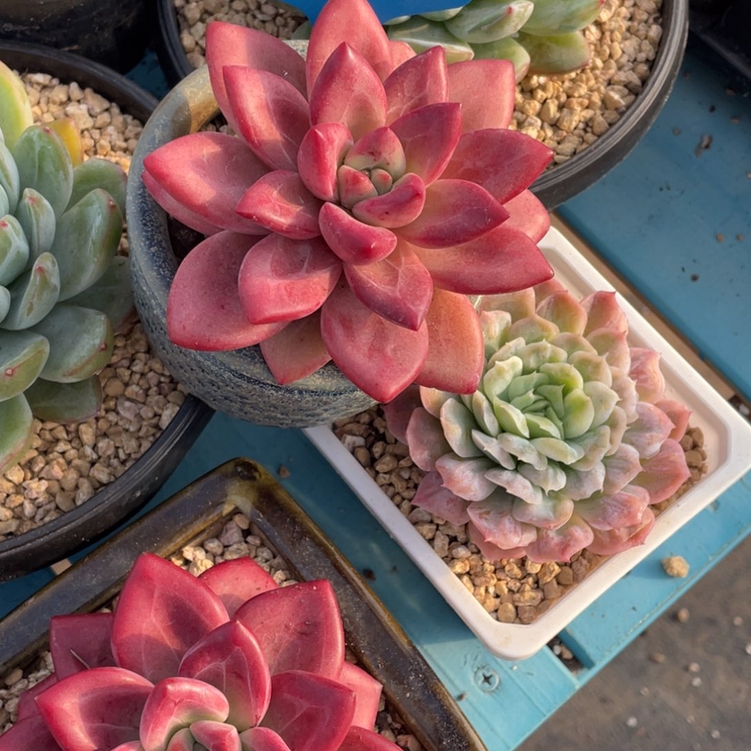 1228-24-赫菲斯托单头一颗