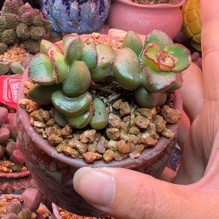 杂交，一物一拍感谢支持