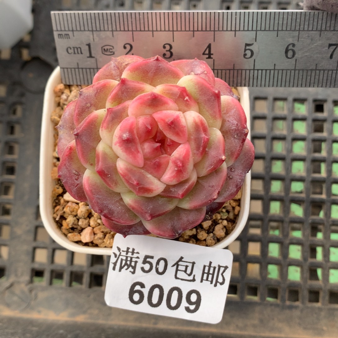 009。秘境冰魄。花朵脸。