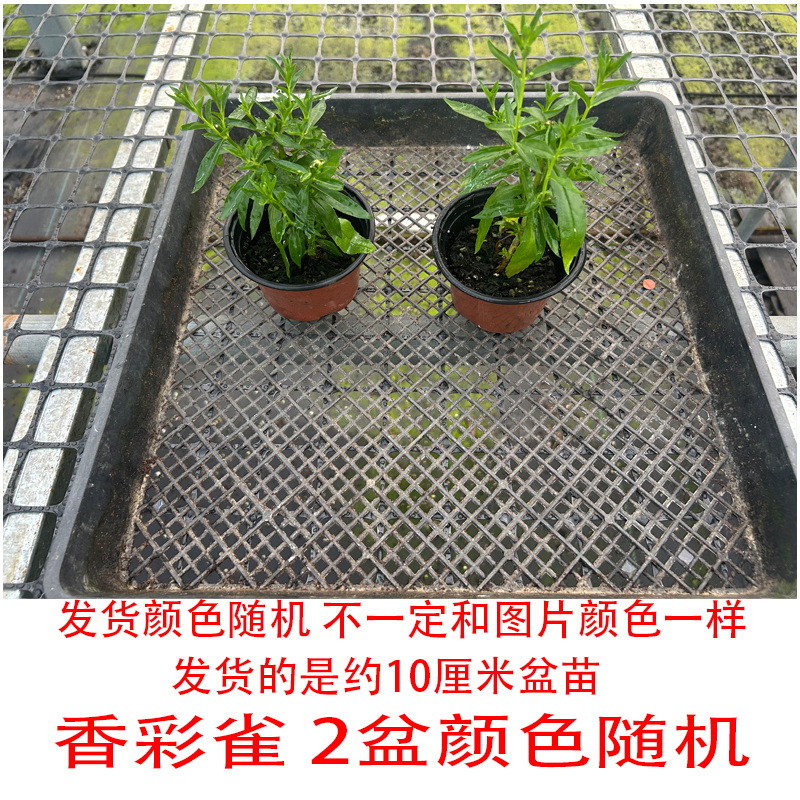 园寻园艺香彩雀 盆苗 耐热花卉盆栽  