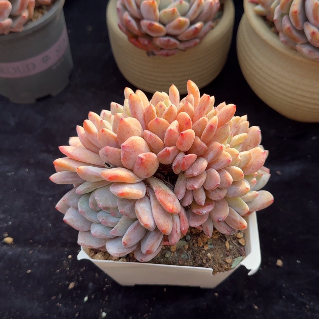 *****精控朵朵，专拍链接。