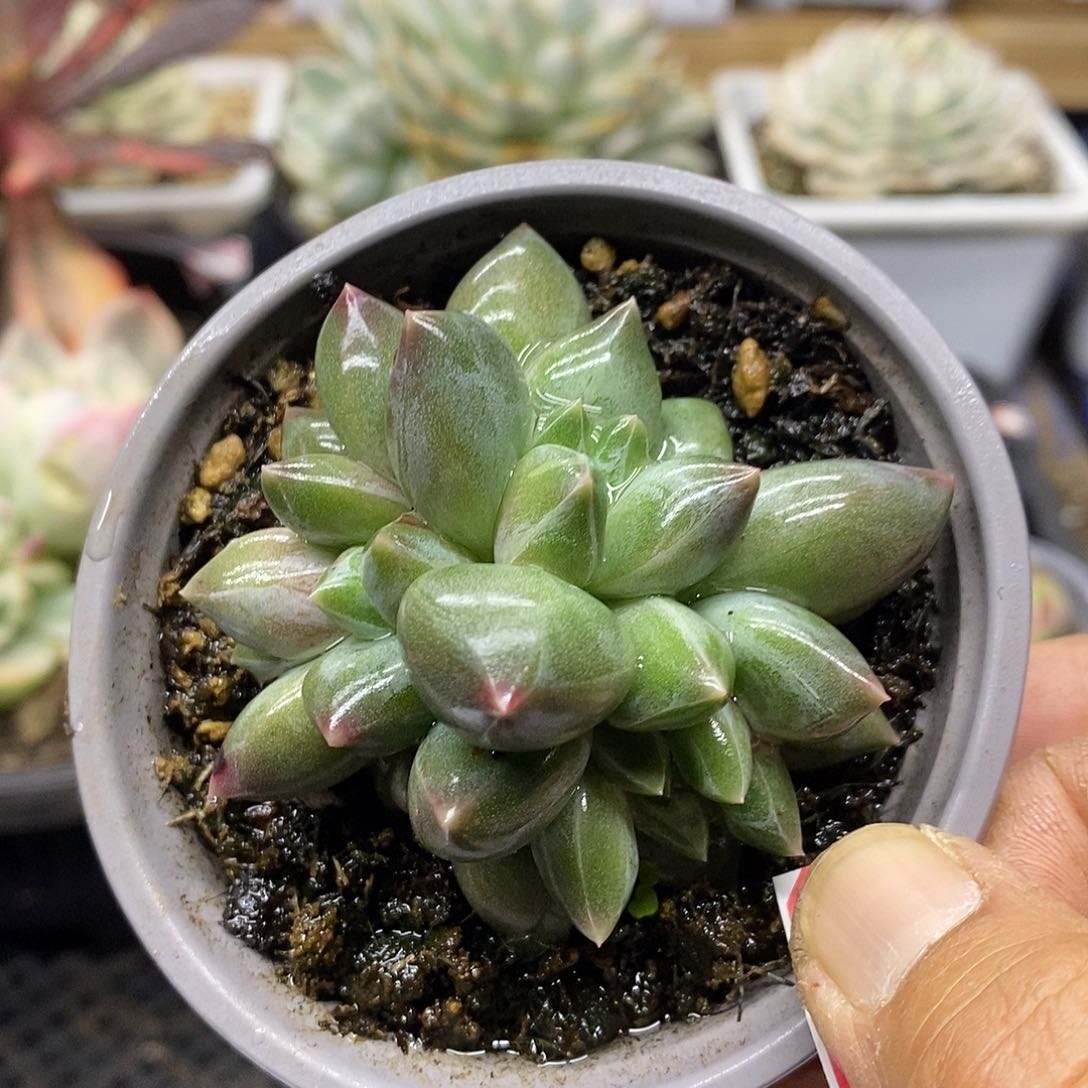 02124 重楼自然群