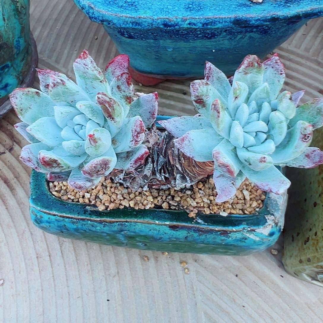 9046大花朵苹果叶