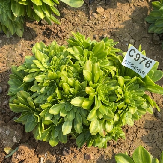 976夜光杯缀多肉植物