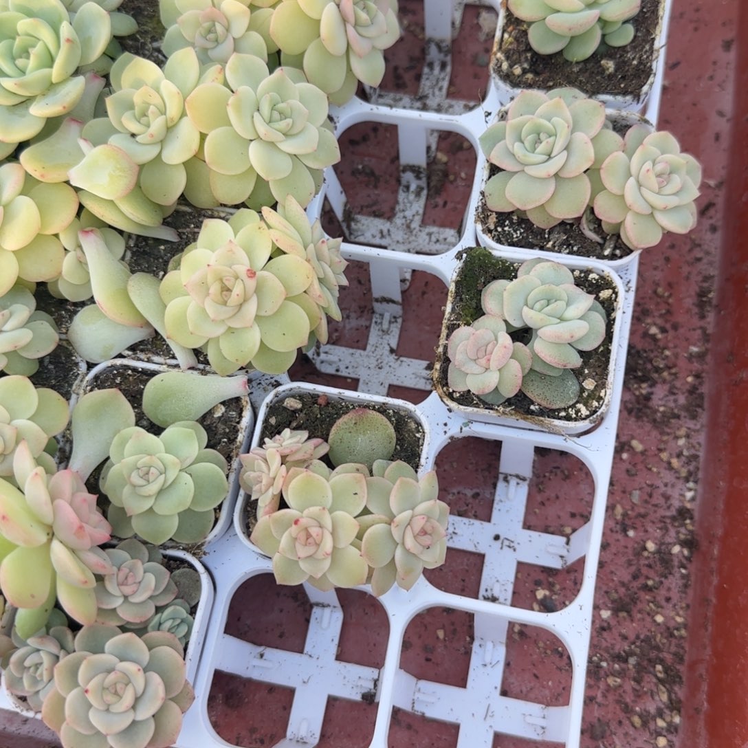 杨桃甜心盆灯下一个满25包邮