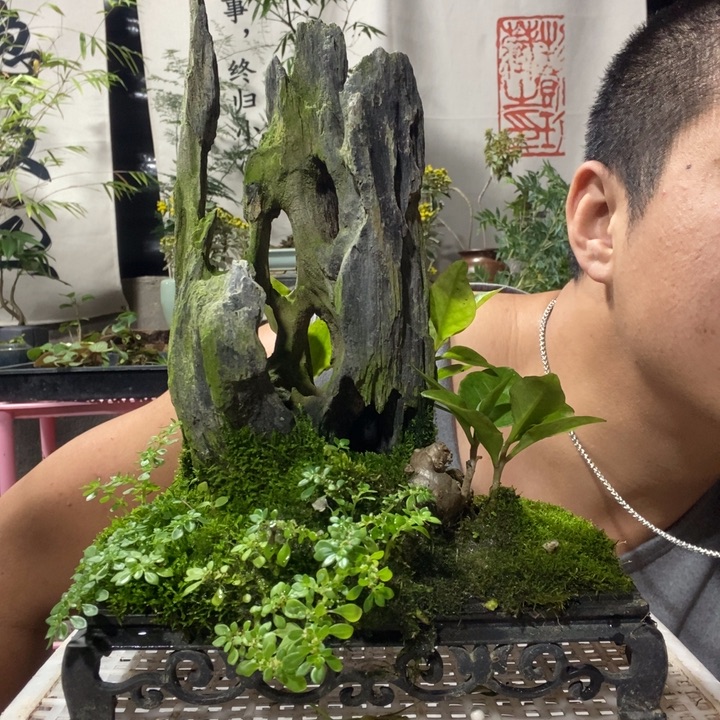 福***生以实际为准盆景绿植盆栽22