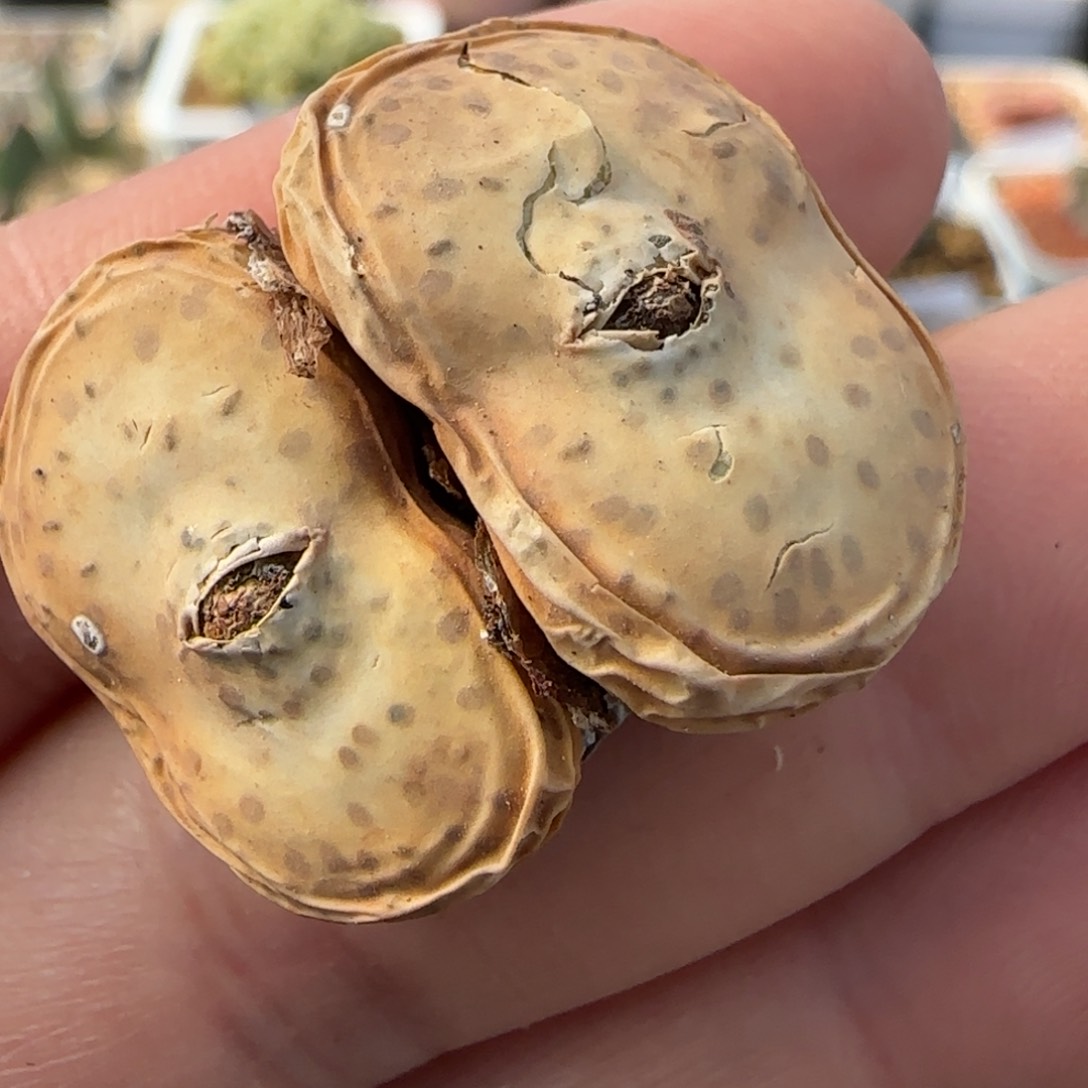 1.28多肉新年大福大嘟嘟101号