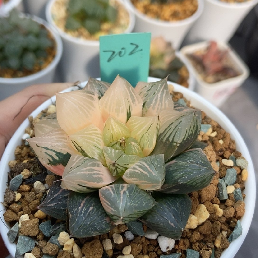 爱****202玉潭锦11111111