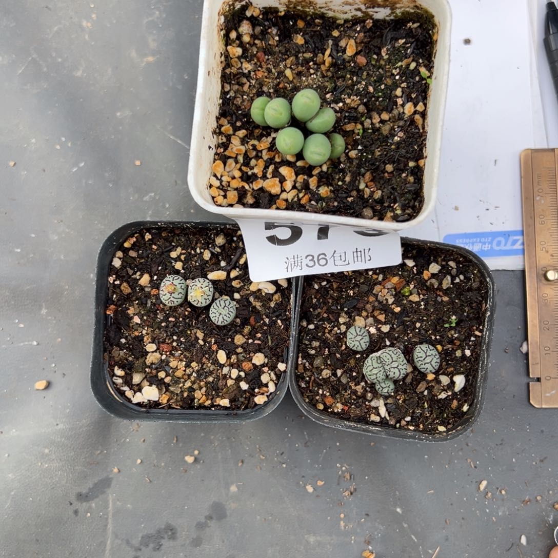 灵***犀11.6好看的多肉脱土发货573