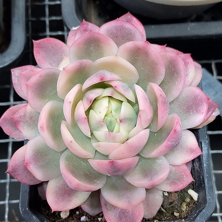 韩水晶锦多肉植物