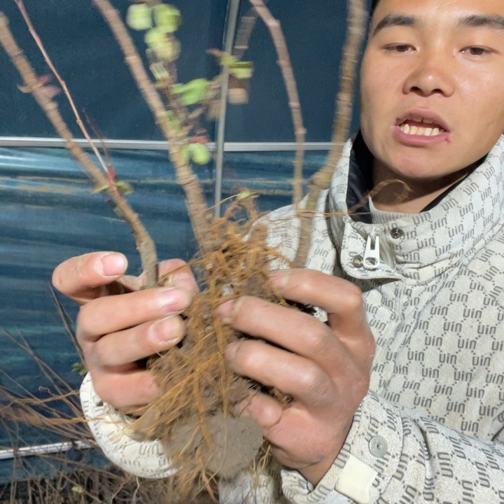 梦绘卷海棠花一颗