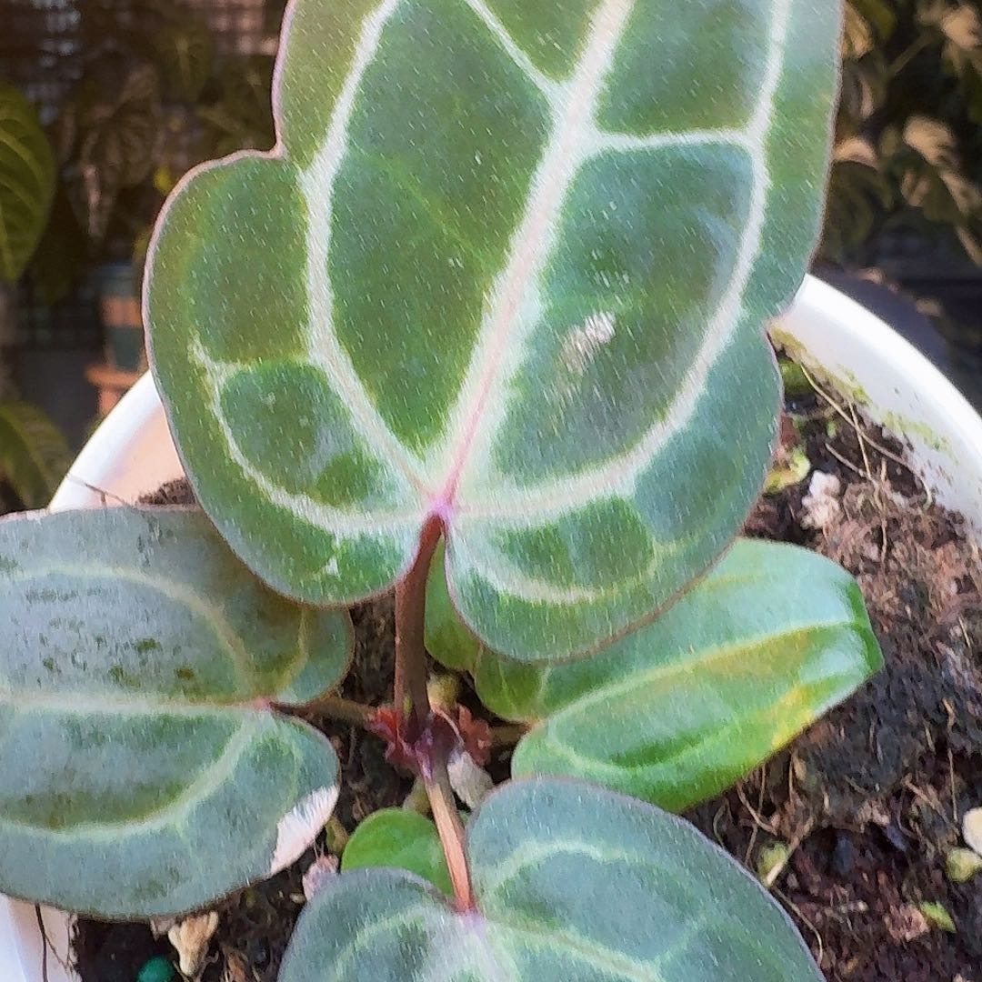 完全开放J102紫水晶