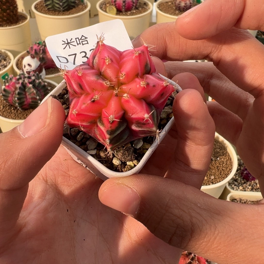 732 好看的米哈冲冲冲