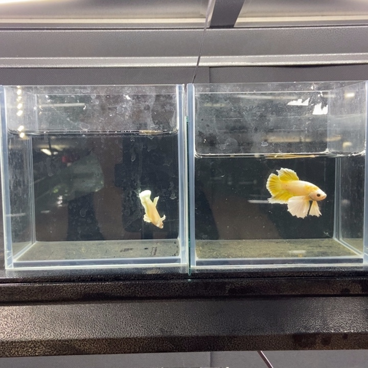 斗鱼包活不包损所见即所得004