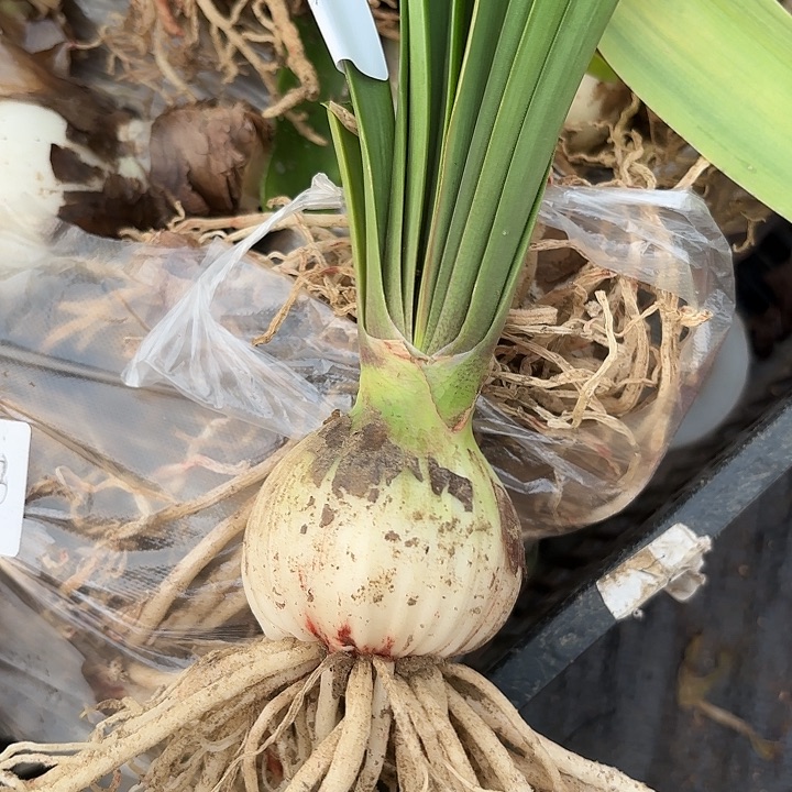 安吉拉五➕有标包对版