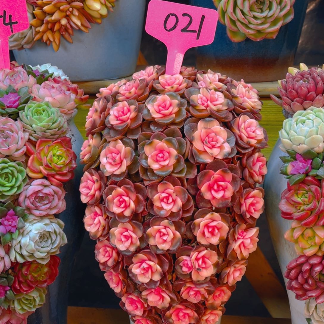 这个是真的好看021