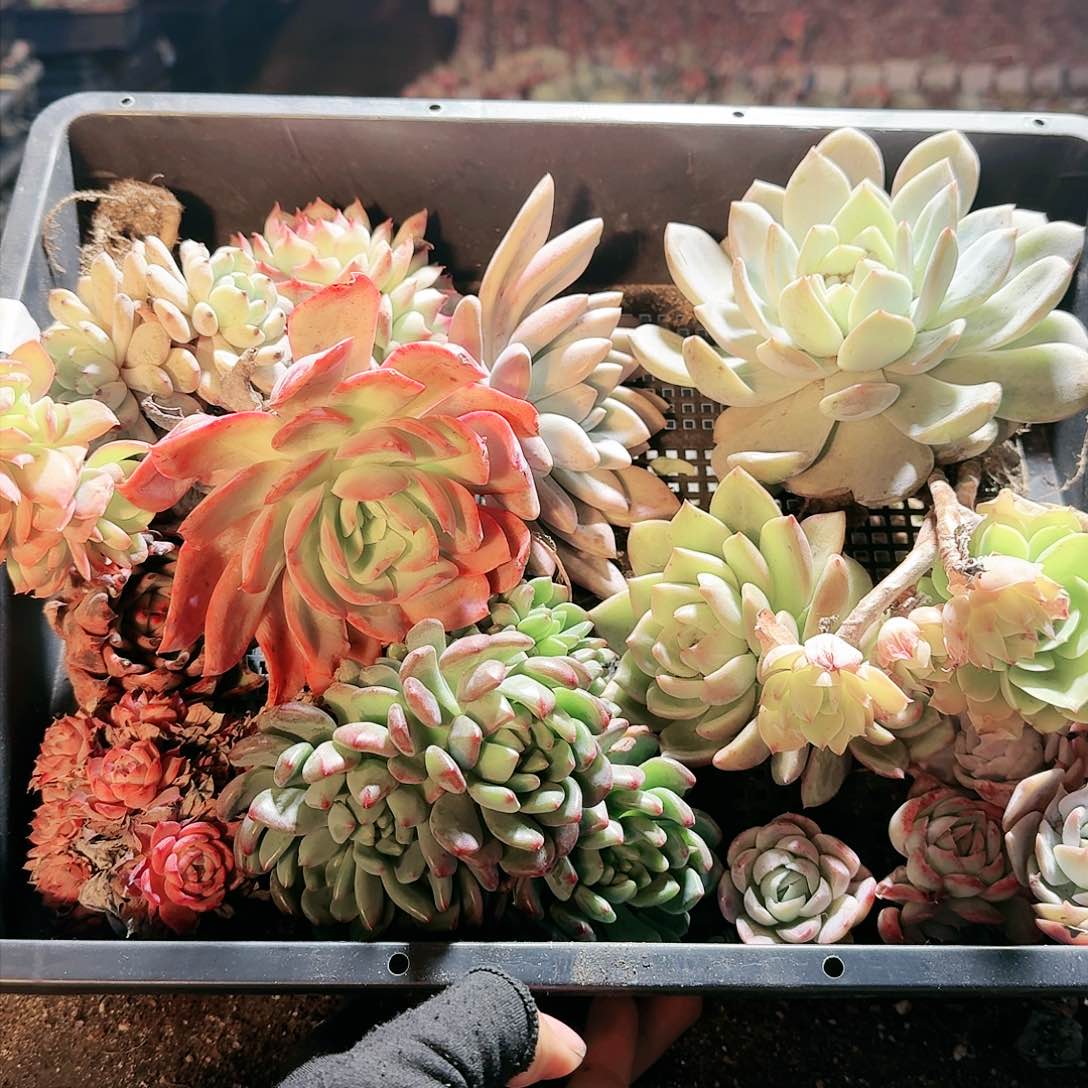 【满20包邮】零下拍保温箱7号无售后