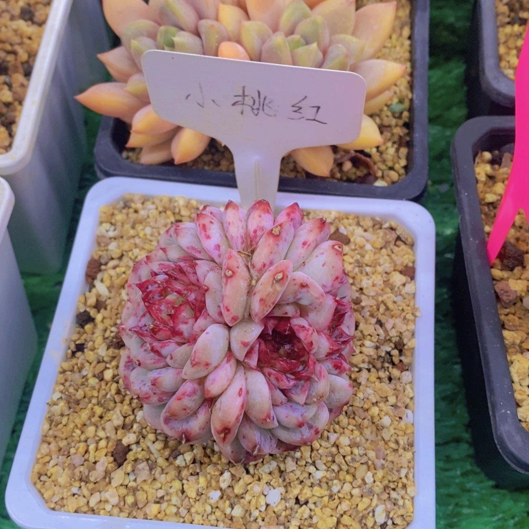 杨*⌯开心多肉植物多肉