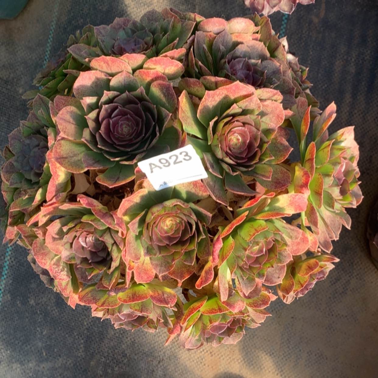 【闪购商品】923万拉丝