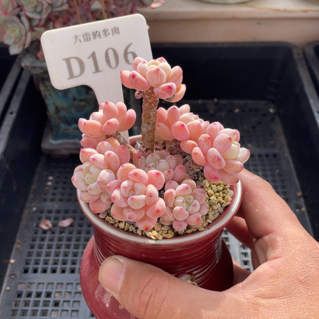 106罗琦不带盆8厘米