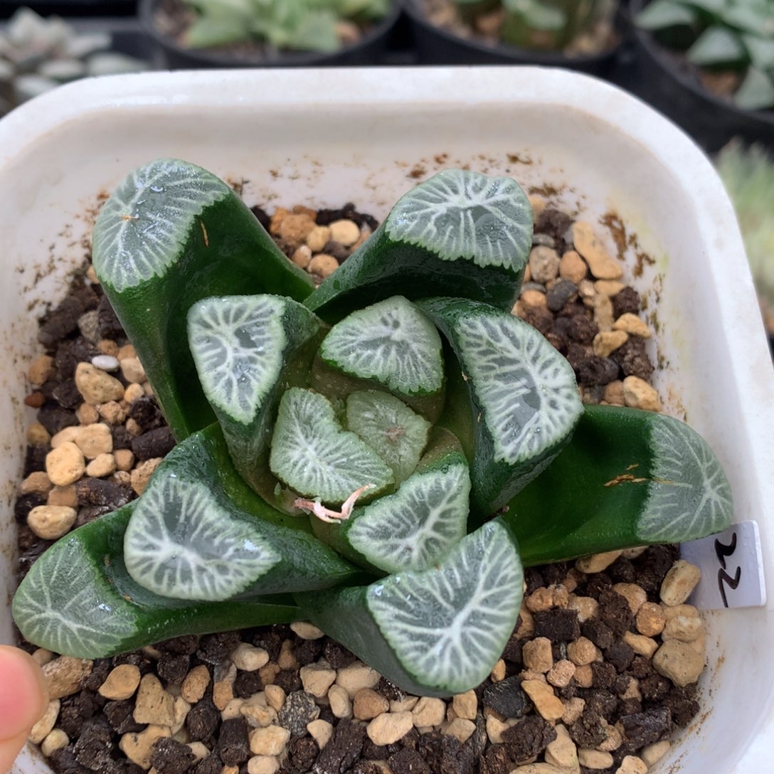 实生万象，带盆一起