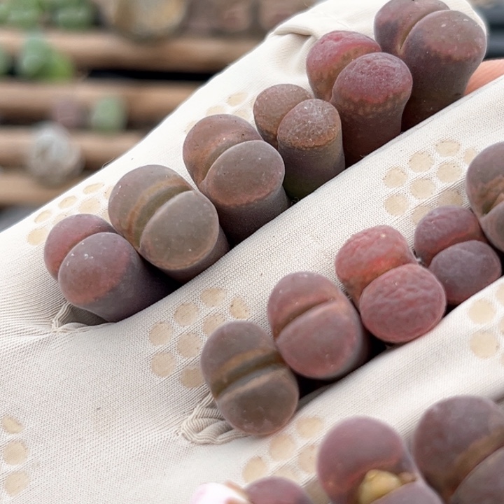 韩国大风铃福利6颗