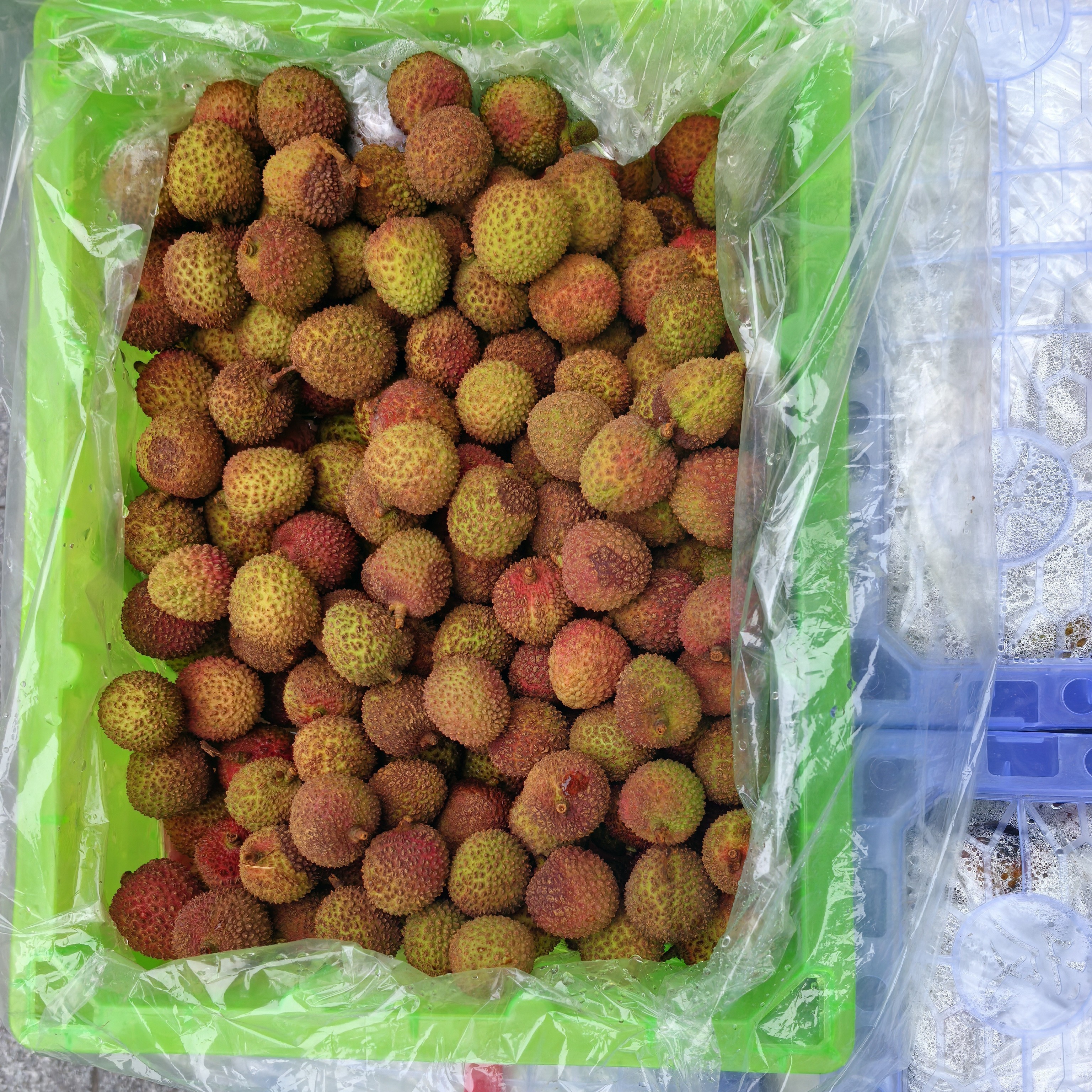 【儿童节特惠】妃子笑荔枝小核