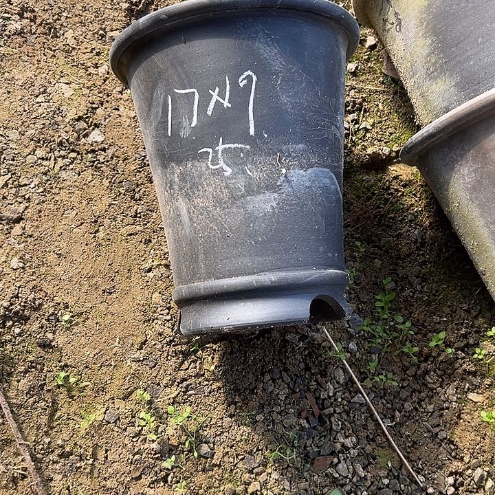 碟特价直筒口径17高度19