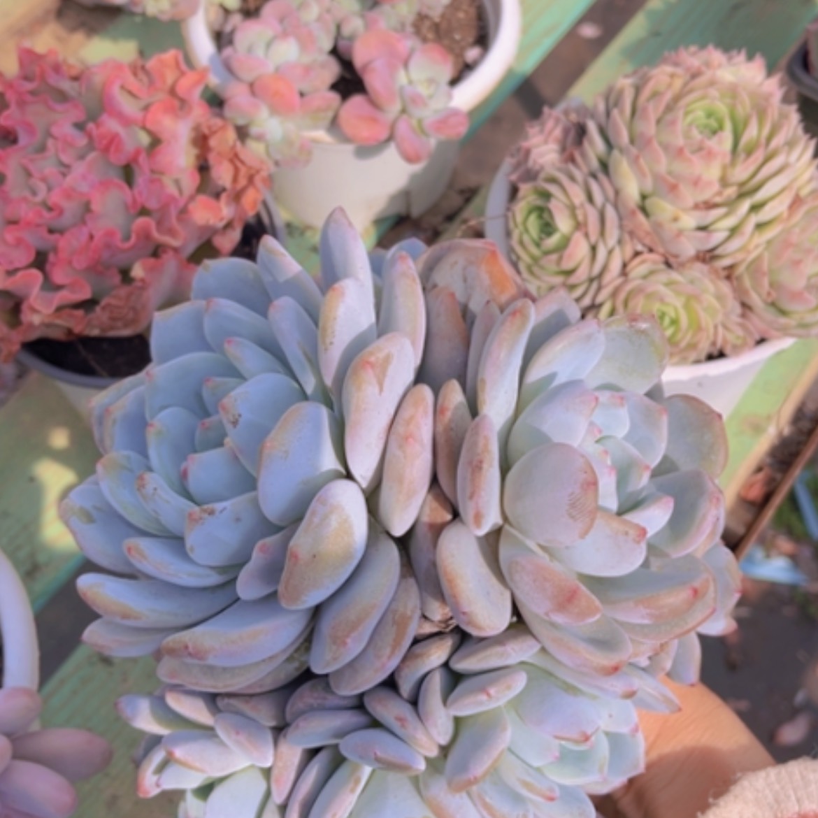 【闪购商品】橙梦露0904