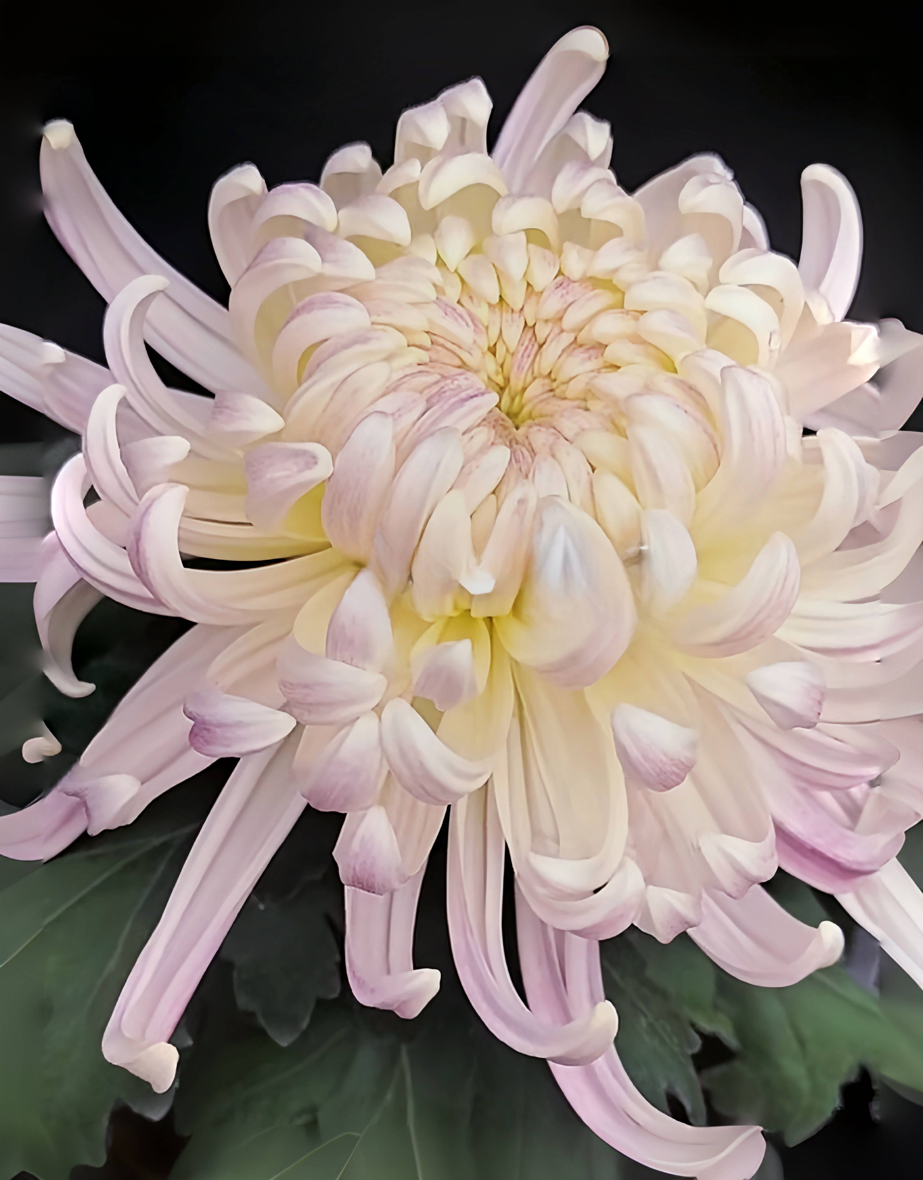 【一物一拍】小菊大菊大花盆栽新手大花独本菊多头