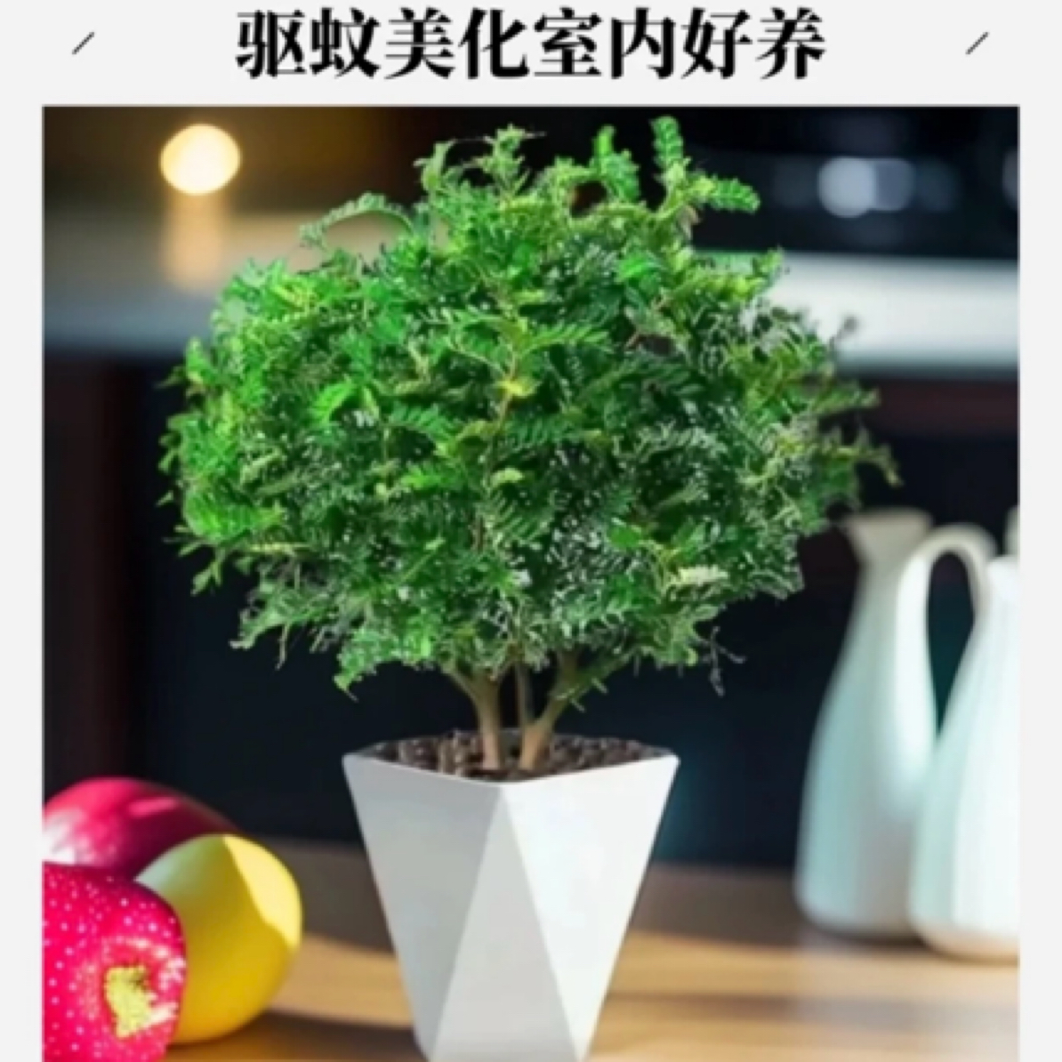 清香木盆栽四季好养可净化空气适合客厅阳台摆放驱蚊花卉