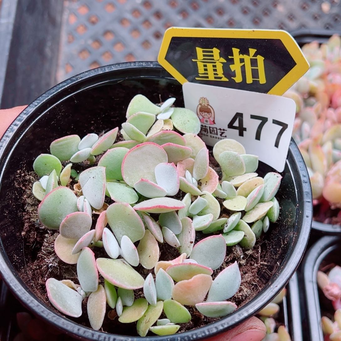 多肉植物多肉植物