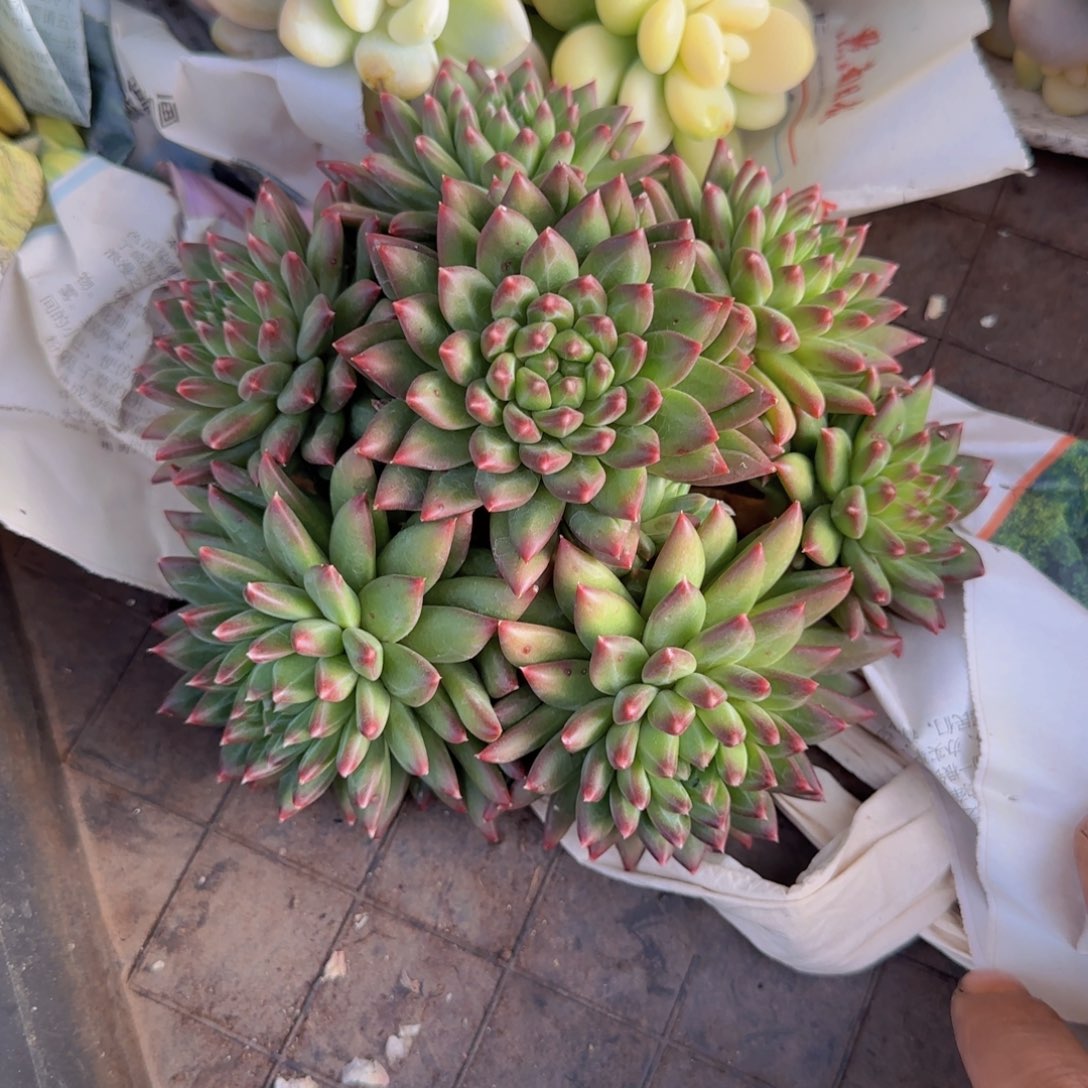 多肉植物多肉多肉多肉