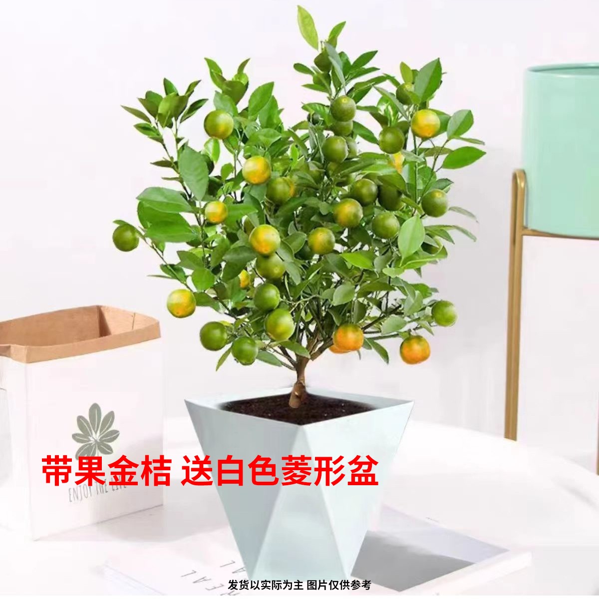 脆皮金桔酸甜口矮化盆栽果阳台小院原盆原土好活果树苗63