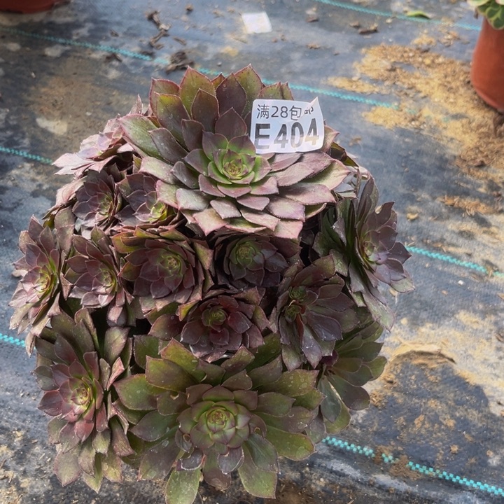 404多肉植物一物一拍