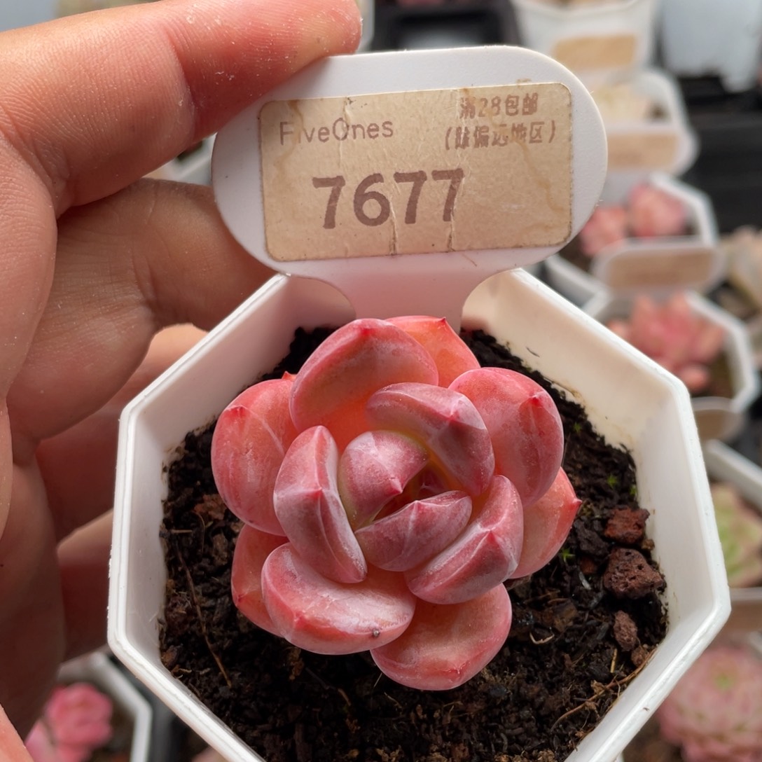 蜘蛛侠7677-4.5厘米