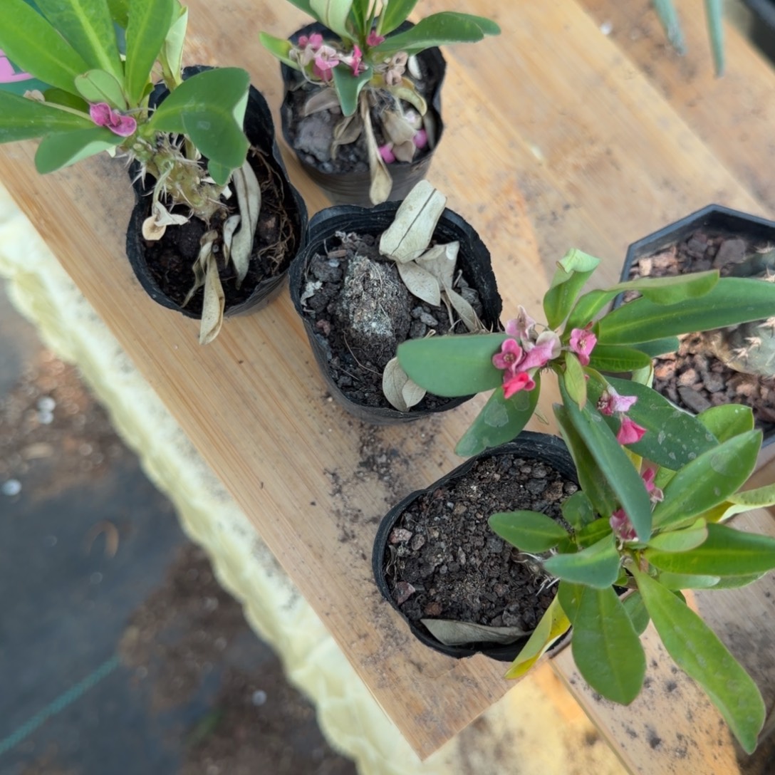 闪电购卉园吹雪，，，雪