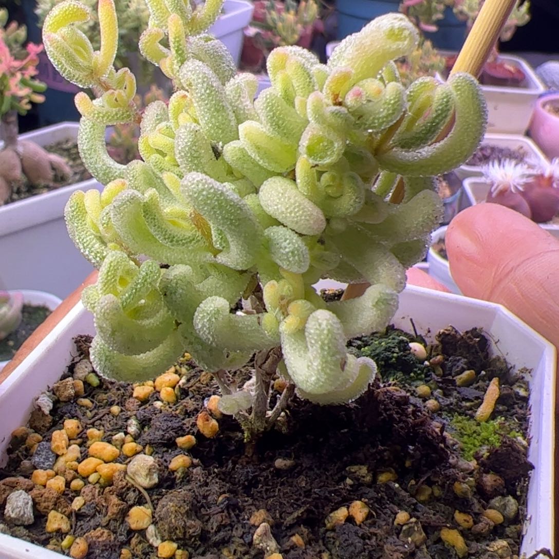 多肉植物枝干超白