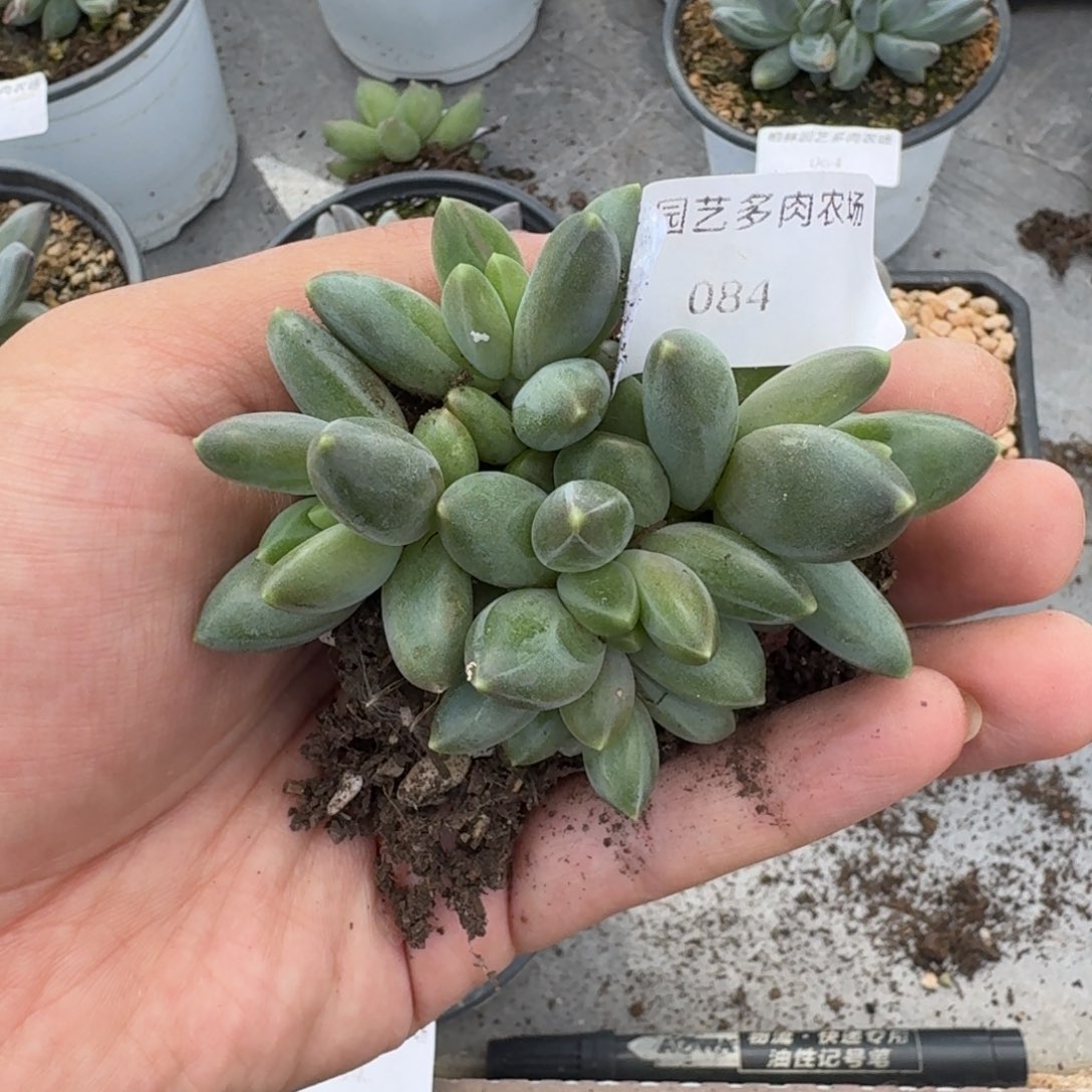 084 卡布奇诺 5头 一物一拍