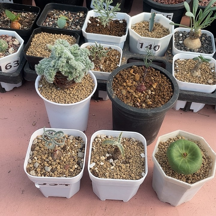 八***娃一共5颗块根植物，。冰