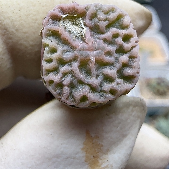 823超级烧麦优选福利