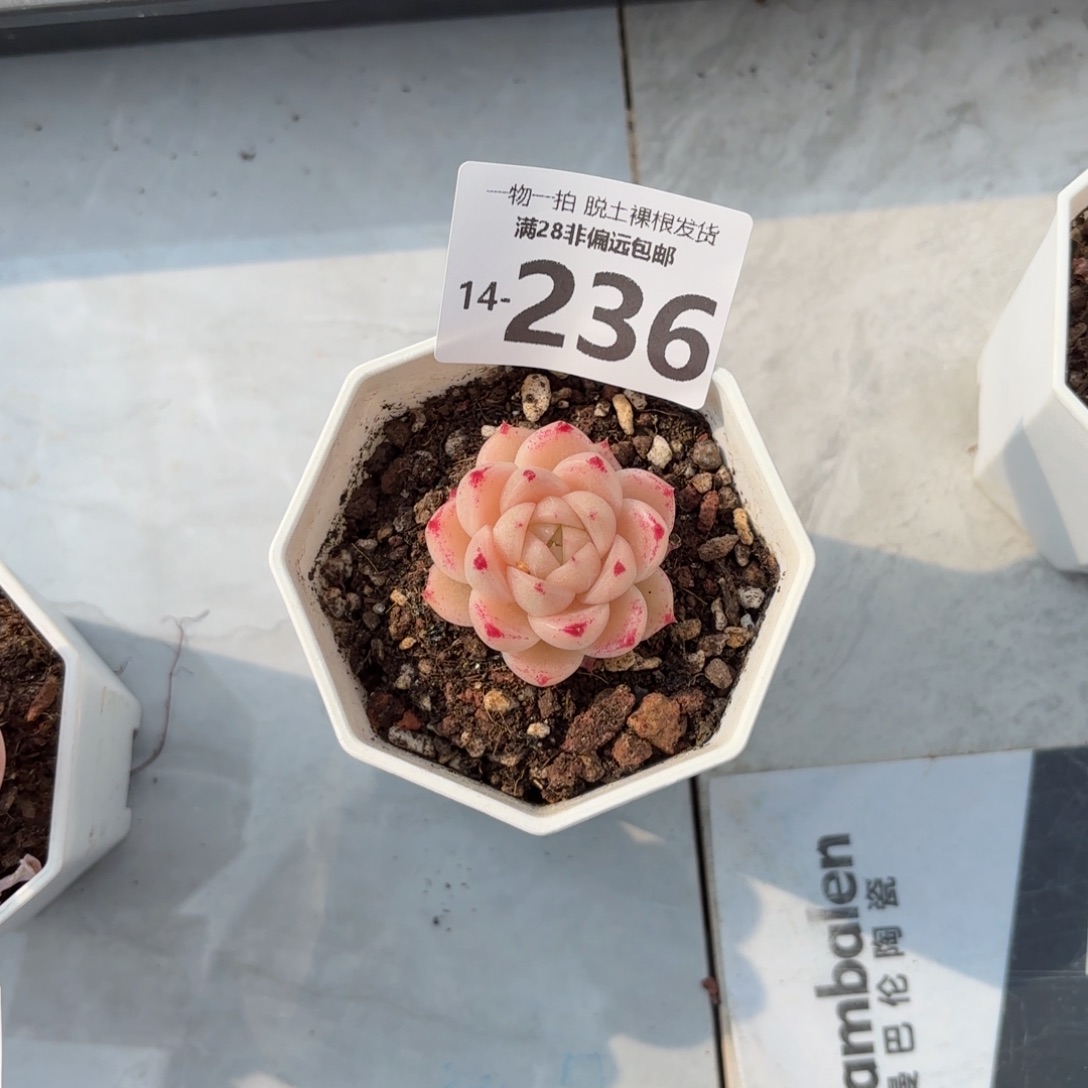 红枫老桩多肉多肉多肉