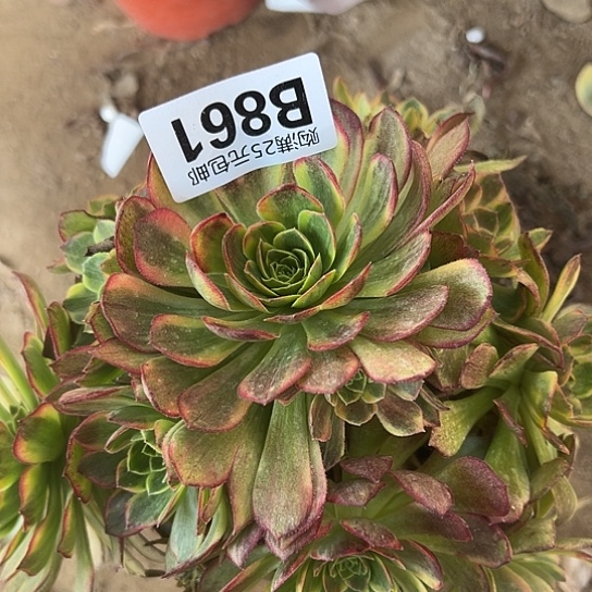 @*宇多肉植物一个