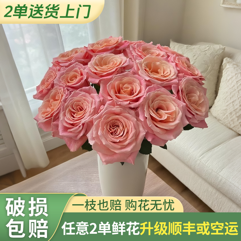 【云上花卉】朱小姐单头玫瑰-任意2单鲜花包邮发货后不支持退款