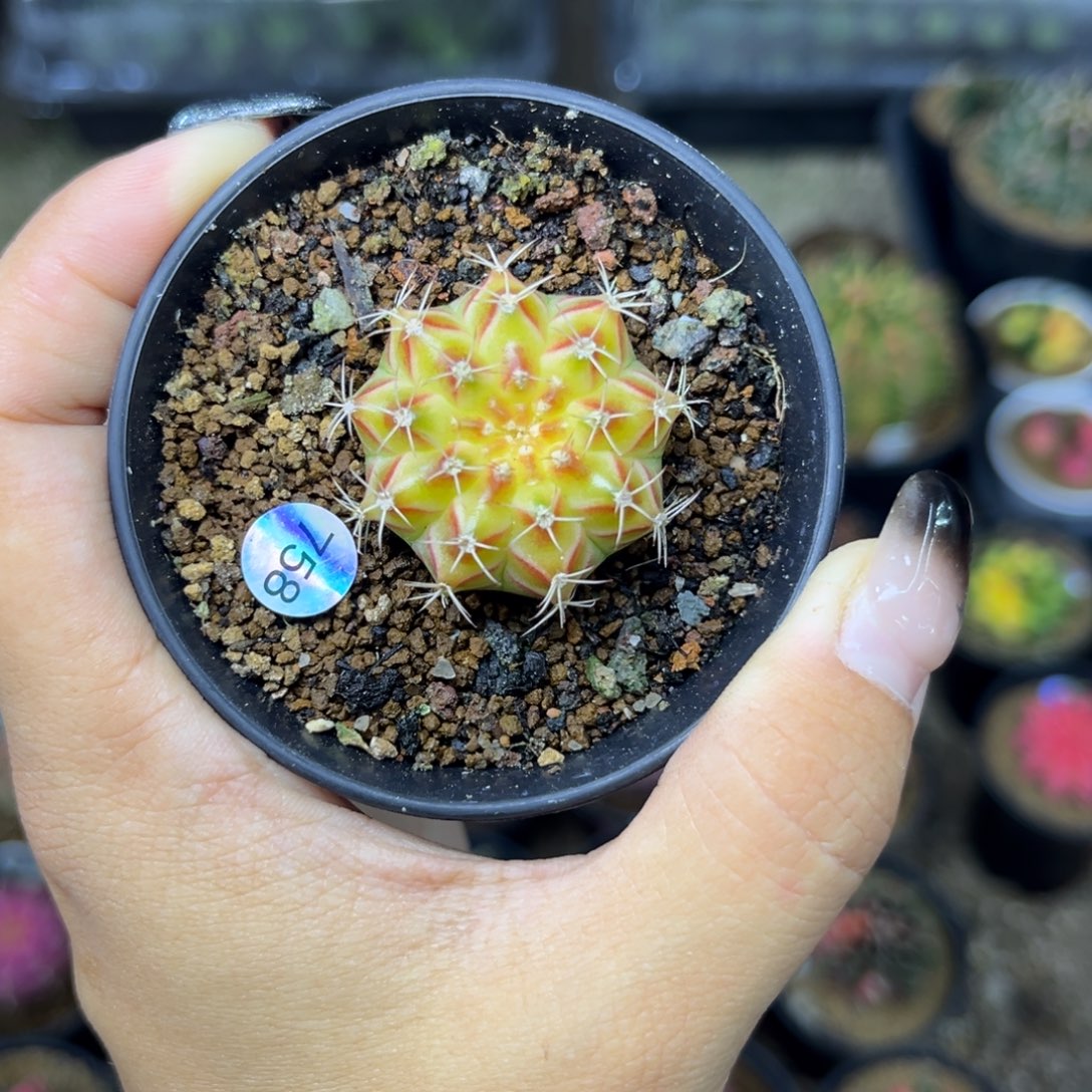 758 泰系轮回 带盆土