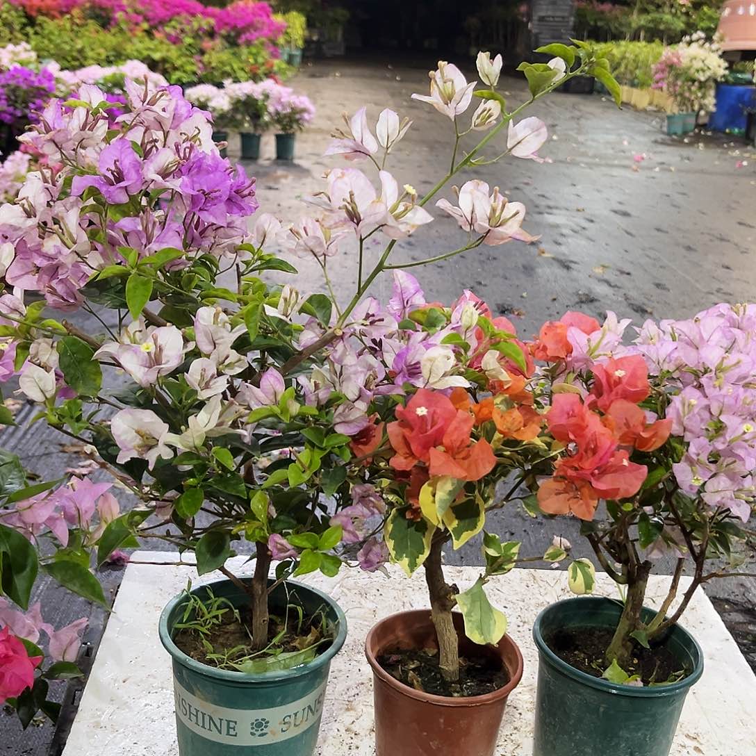 大部分花苞少量开放雪紫，丽娜，橙冰