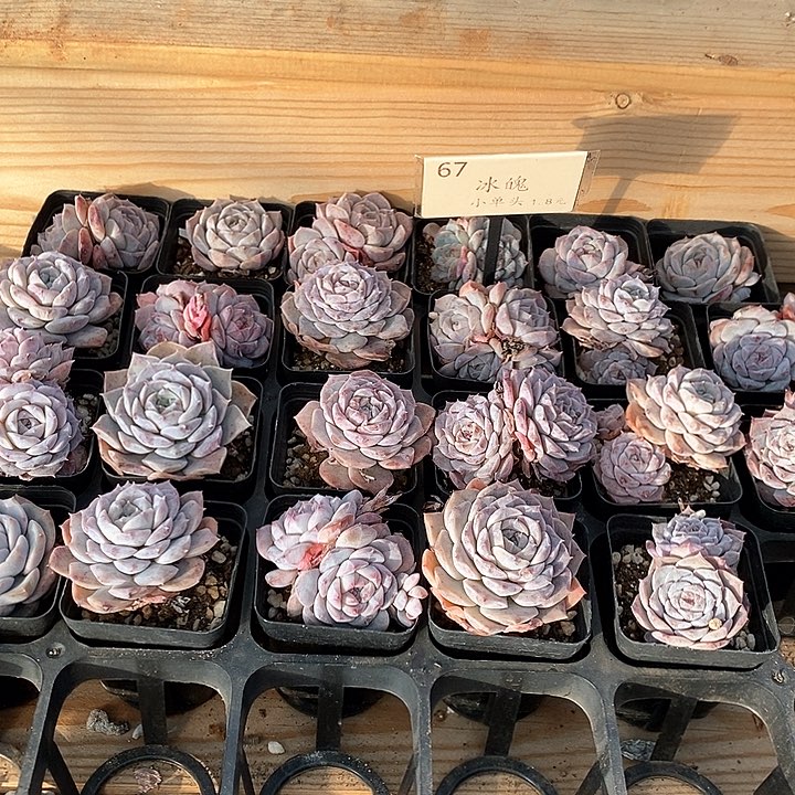 67冰魄小单头 福利多多